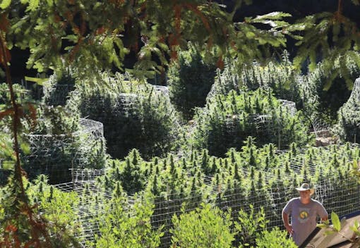 outdoor marijuana growing