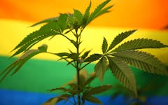 cannabis plant, pride