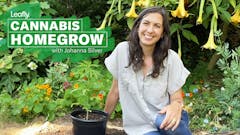 leafly cannabis homegrow