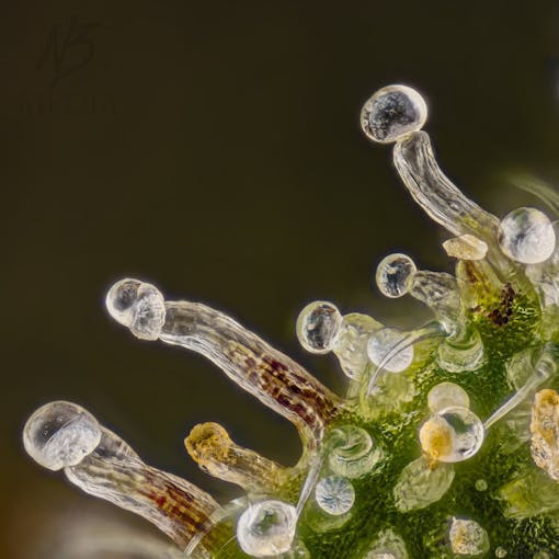 Collecting cannabis buds' external resin glands, called trichomes, is the point of bubble hash. Above, Exotic Genetix Blackberry Cream (Blackberry Kush x Cookies and Cream); pheno-hunted by Glasshouse. (Courtesy Glasshouse)
