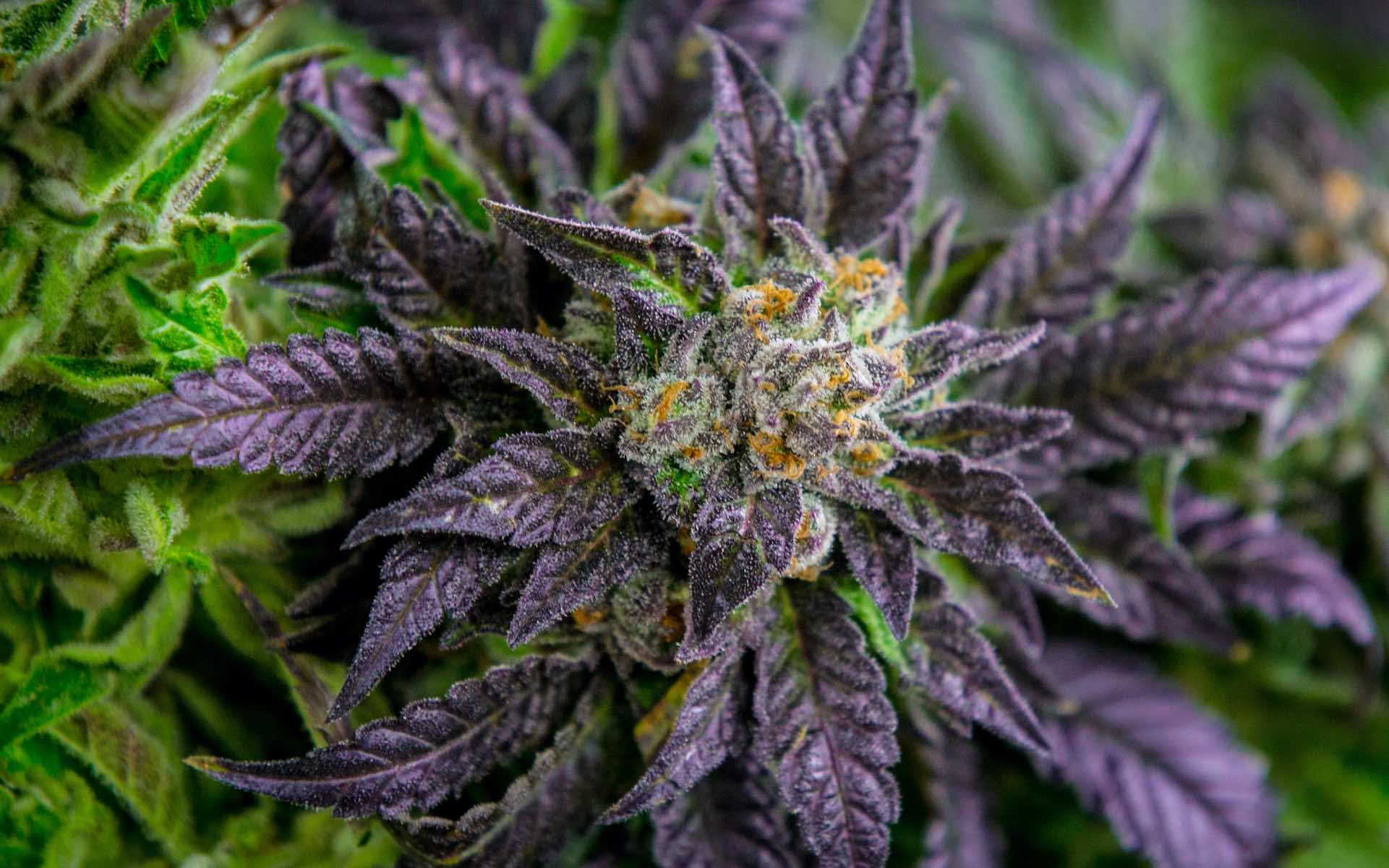 5 purple cannabis strains that won't make you sleepy Leafly.