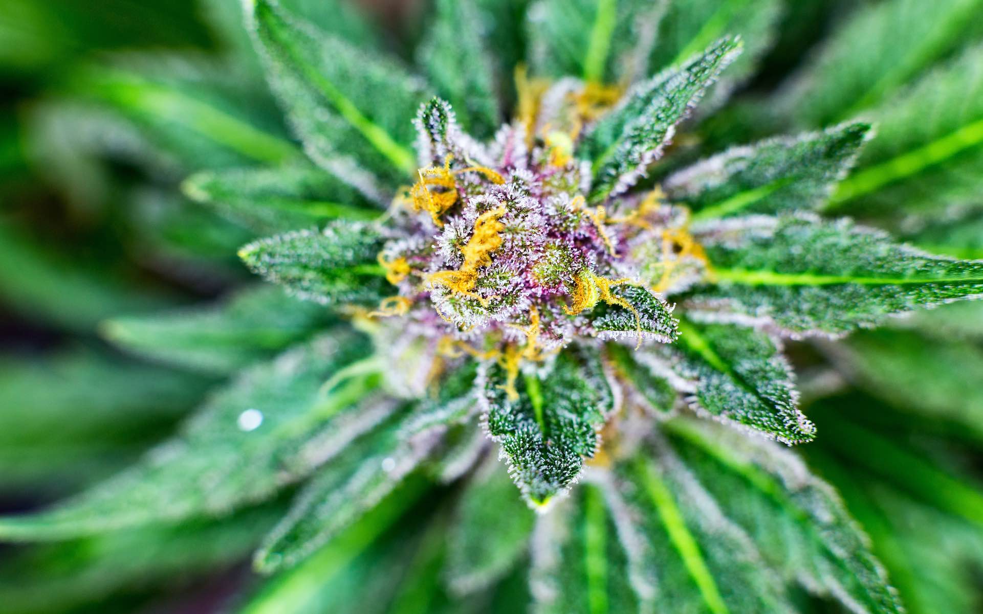 5-picture-worthy-cannabis-strains-with-unique-colors-leafly