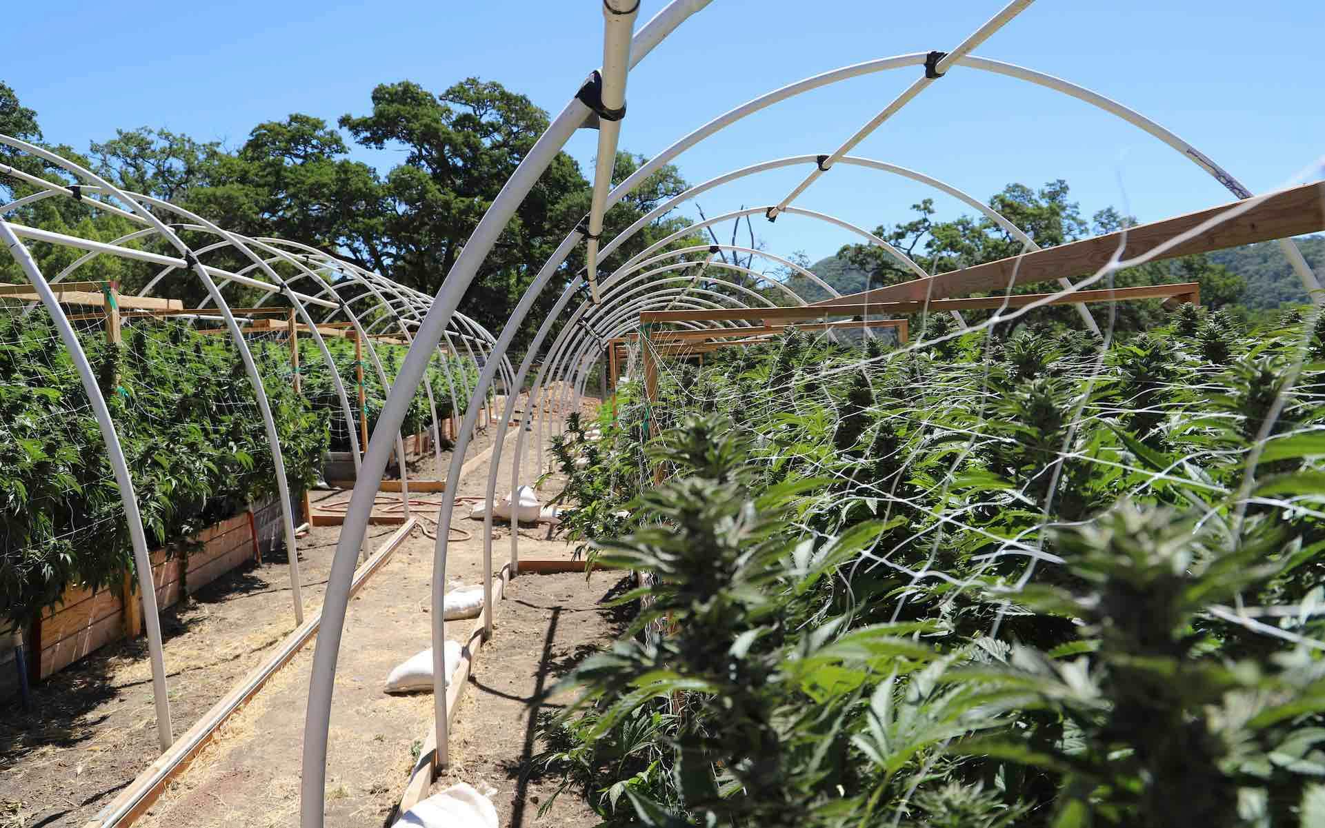 How to maximize your harvest by growing light deprivation cannabis Leafly