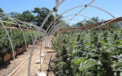 light deprivation, light dep, greenhouse, outdoor cannabis