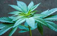 entourage effect, cannabis plant