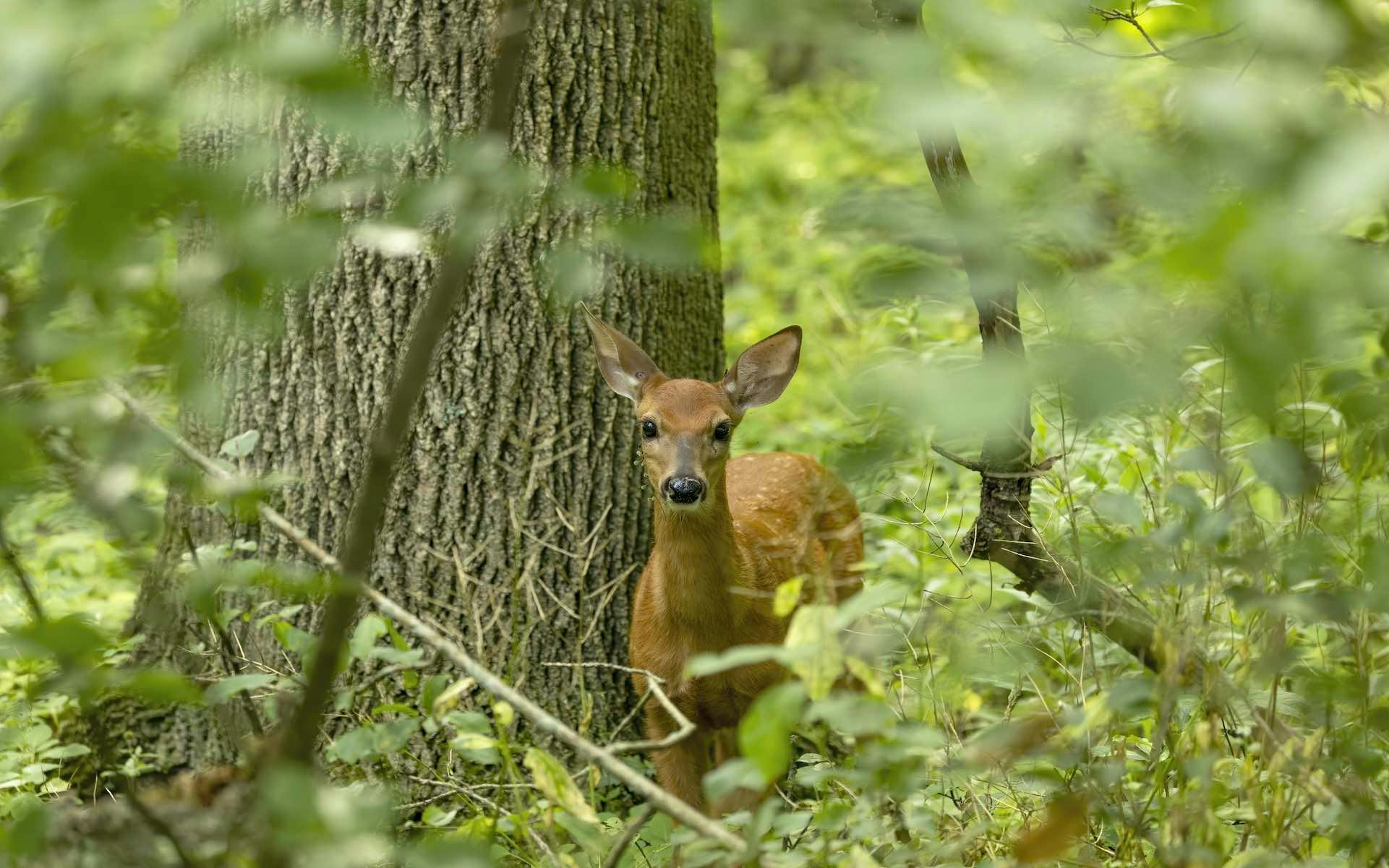 Do deer eat weed plants