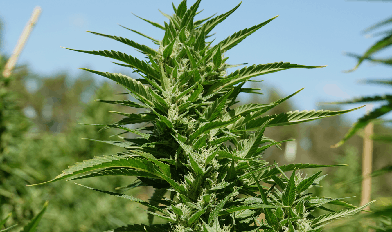 NY finally approves medical homegrow image