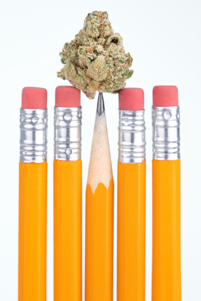 Marijuana flower on the point of a school pencil, isolated on white