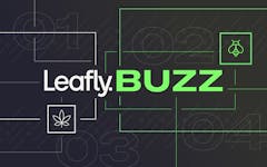 Leafly Buzz’s premium marijuana strain roundup includes Alien Labs Gemini, Khalifa Kush Babby Powder, and Insane Hindu Phunk.
