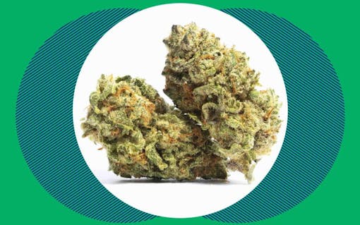 super skunk cannabis strain