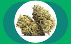 super skunk cannabis strain