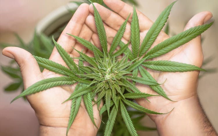 8 essential cannabis strains to grow at home image