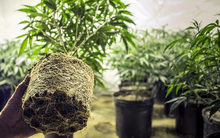 How and when to transplant cannabis plants image