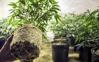 Growing cannabis plants at home