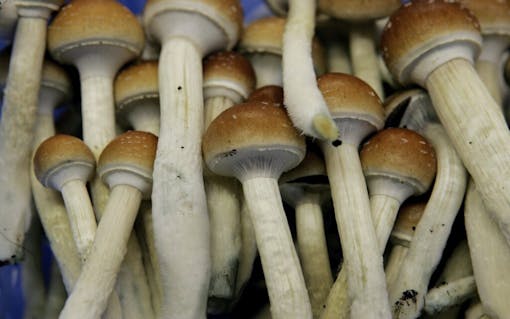 psychedelic-mushrooms