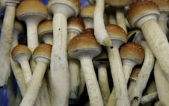 psychedelic-mushrooms