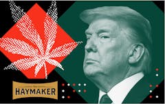 donald-trump-marijuana