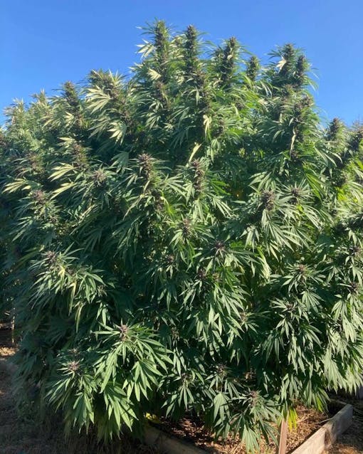 Forbidden Lemon Glue (Courtesy Full Circle Pharm)