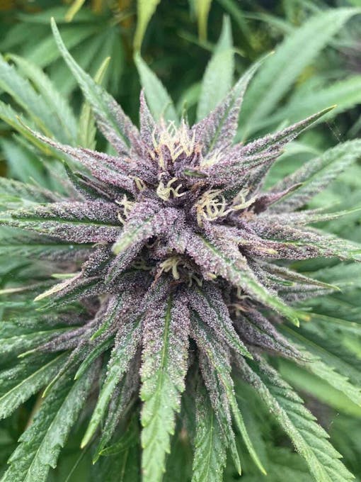 Forbidden Lemon Glue (Full Circle Pharm)