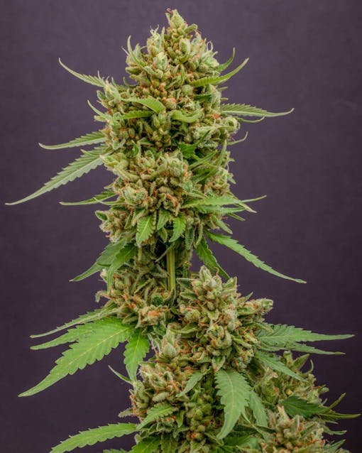 Magic Melon — Courtesy of Humboldt Seed Co web