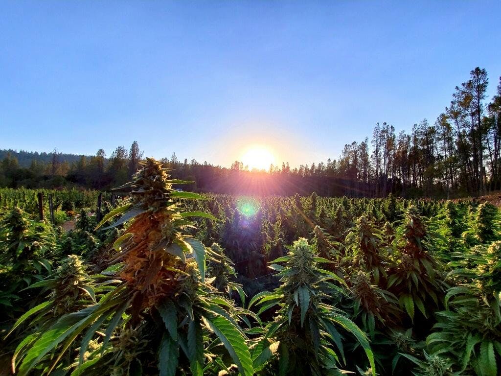 The Roll-up #167: It’s harvest time, so why are weed prices so high? image