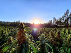 Tens of millions of pounds of outdoor is headed toward America's bubblers this month. (Courtesy Humboldt Seed Co)