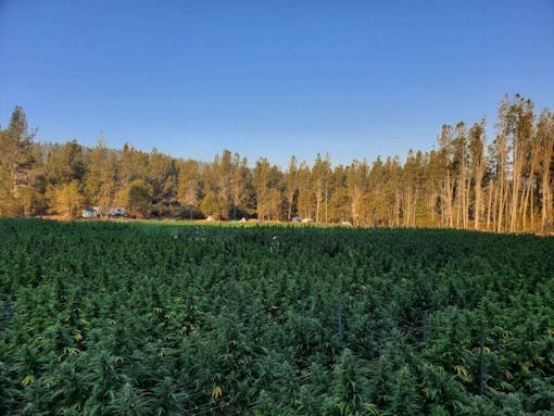 California produces an estimated 13.5 million pounds of cannabis per year. (Courtesy Humboldt Seed Co)