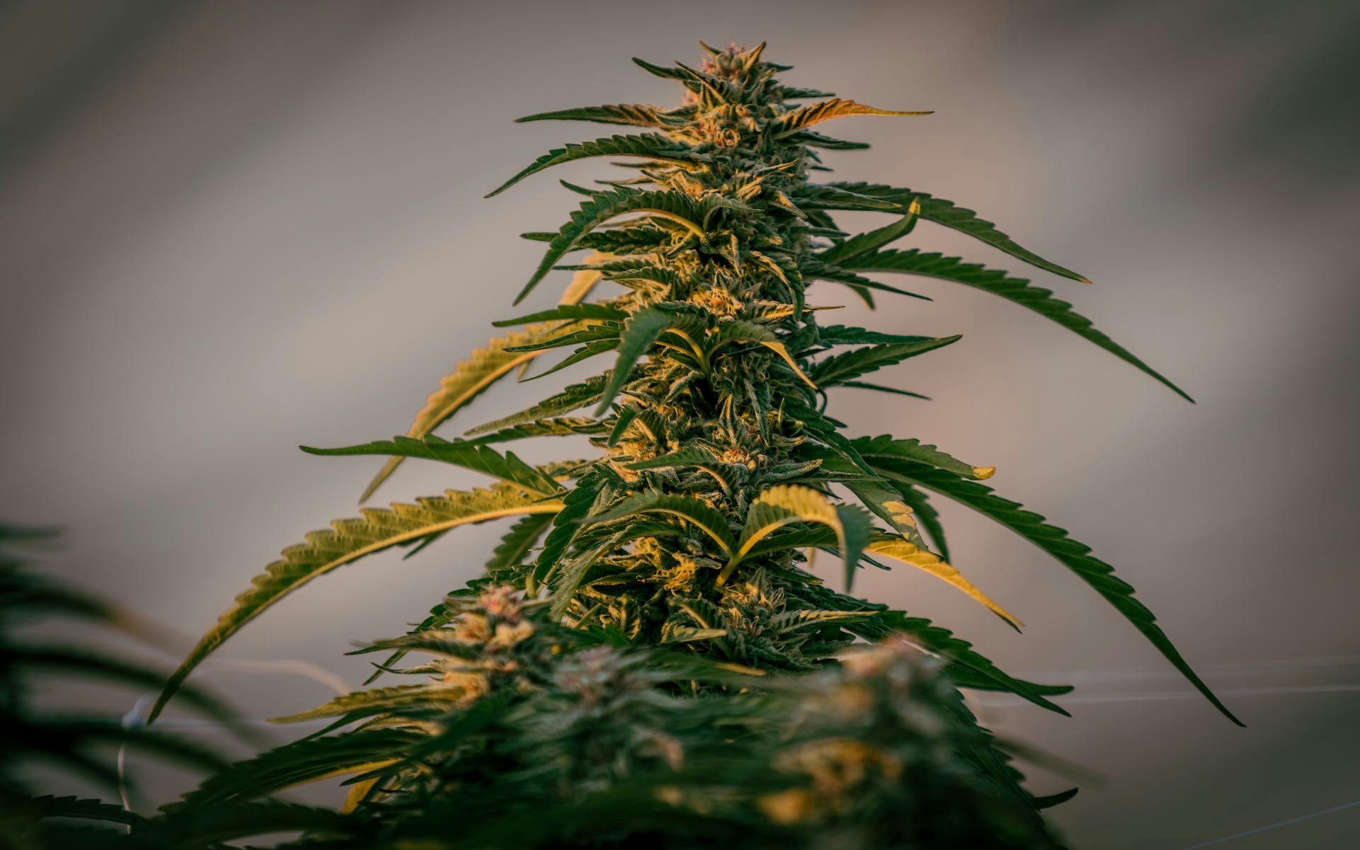 US cannabis harvest price report 2020 image