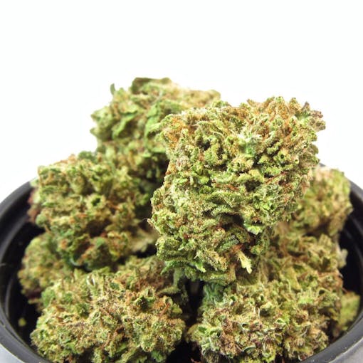 Pink Boost Goddess outdoor wields citrusy sativa energy. (David Downs/Leafly)