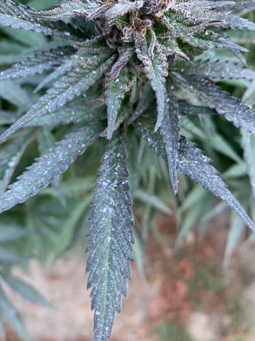 Thankfully, smoke and ash on this Sebastopol, CA Squirt cultivar did not hurt potency or terps. (David Downs/Leafly)