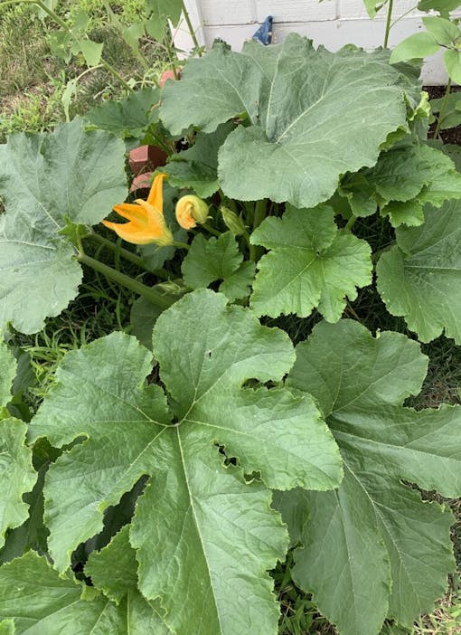 Sasha's pumpkin flower on July 15