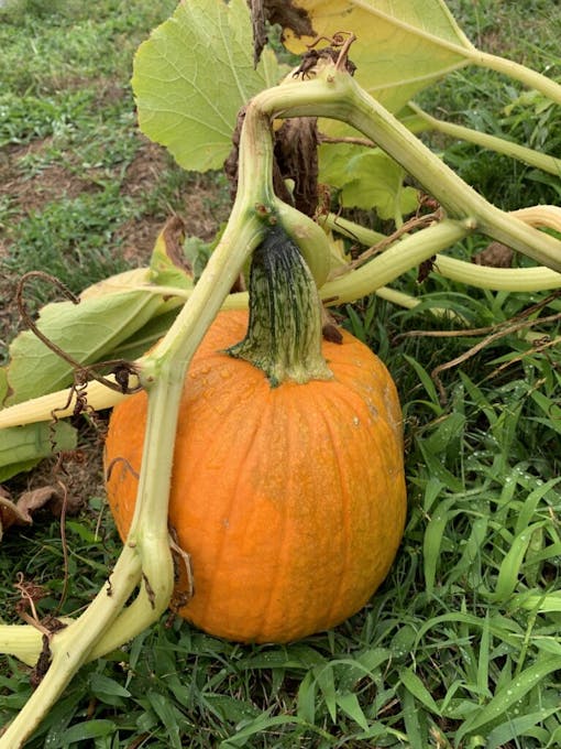 Young, orange pumpkin