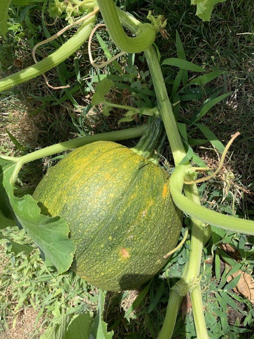 Young pumpkin turning from green to orange