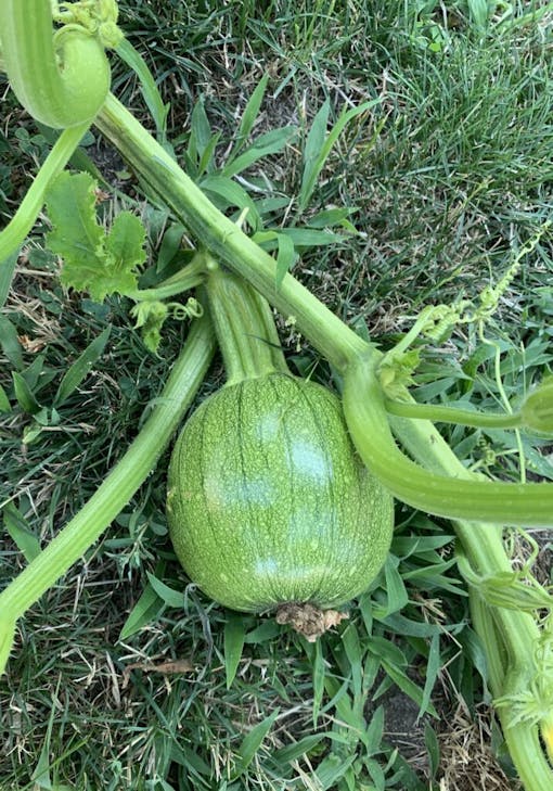 Baby pumpkin on the vine