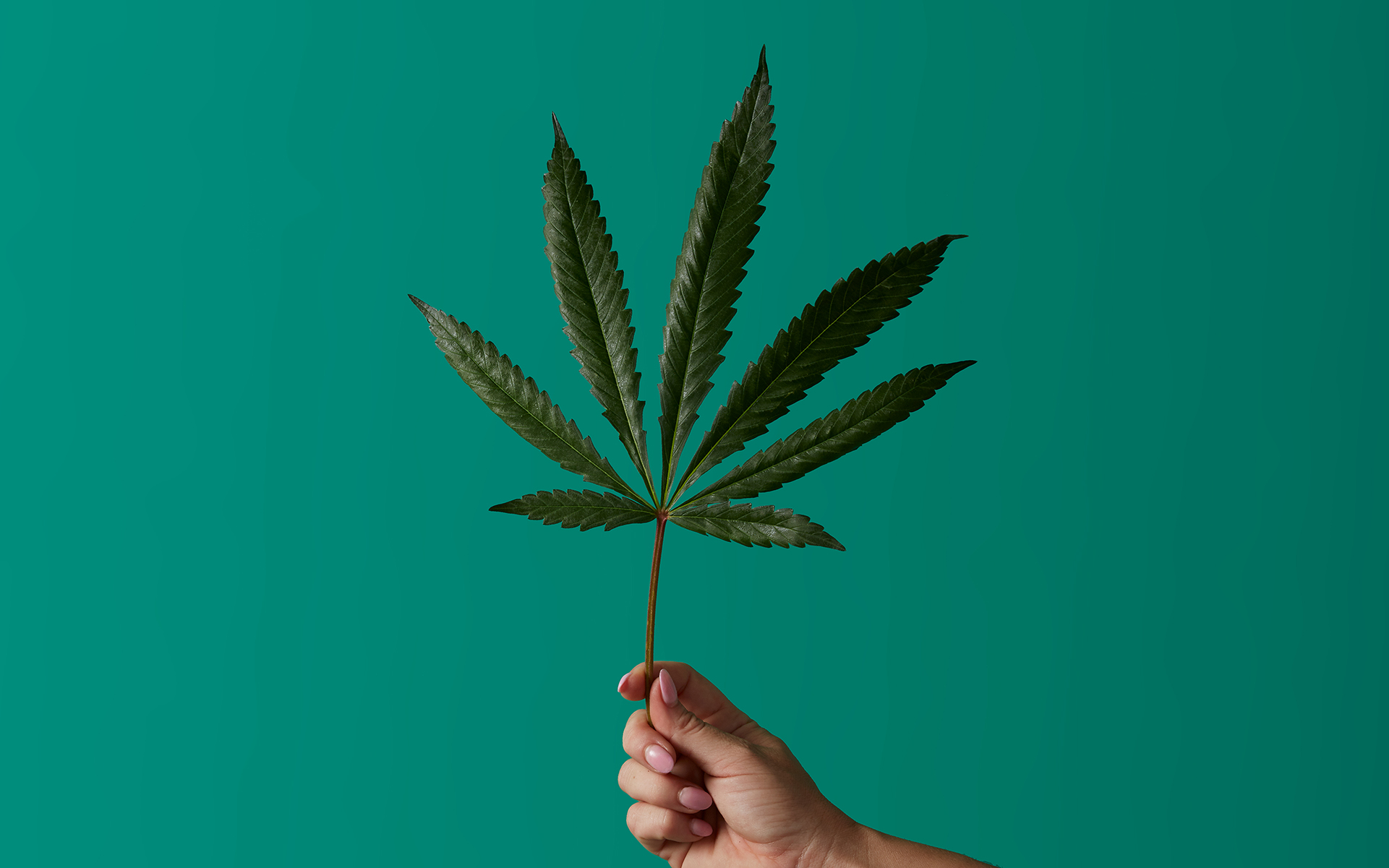 Explore Marijuana Strains For 4/20 | Leafly