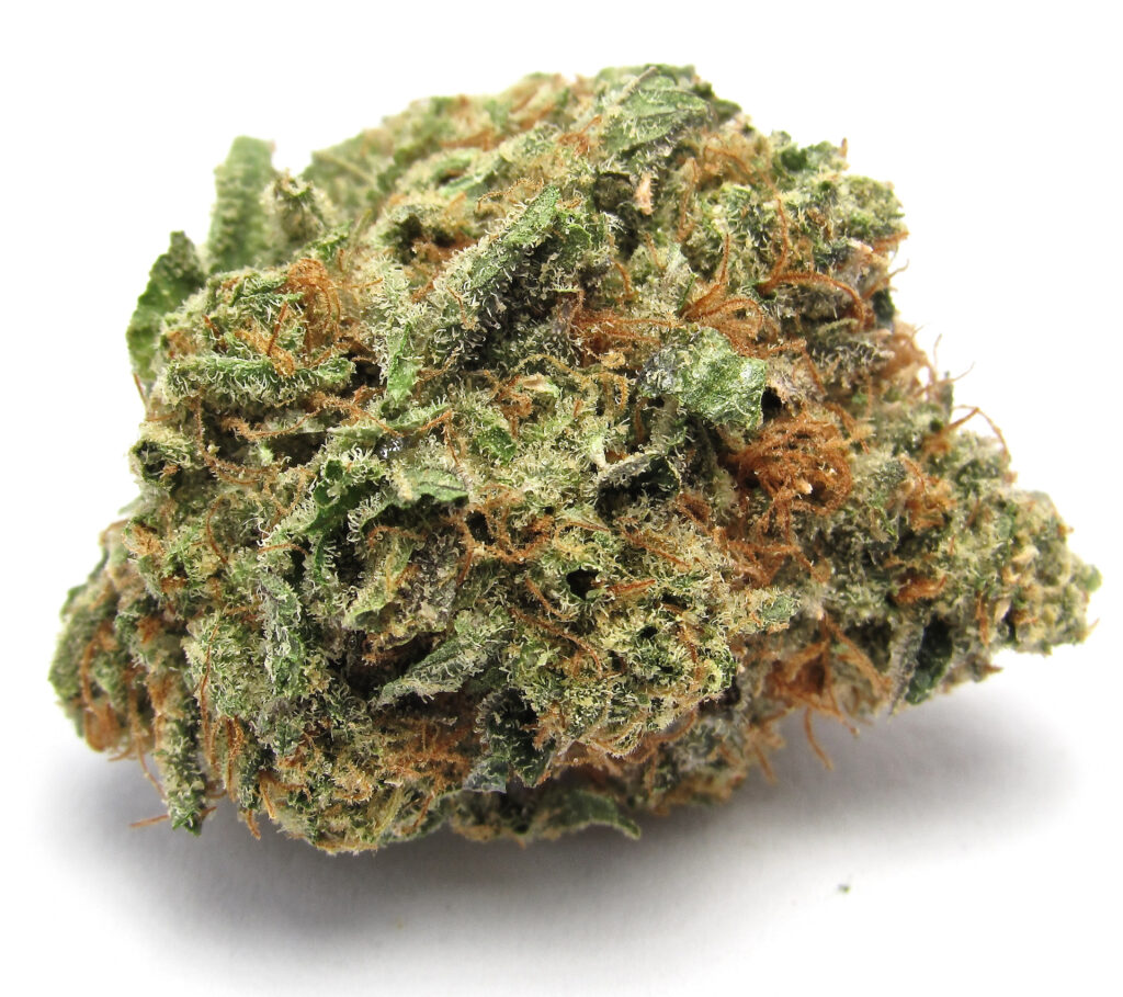 The density, size, resin and purple hues of Cherry Pie OG (David Downs/Leafly)