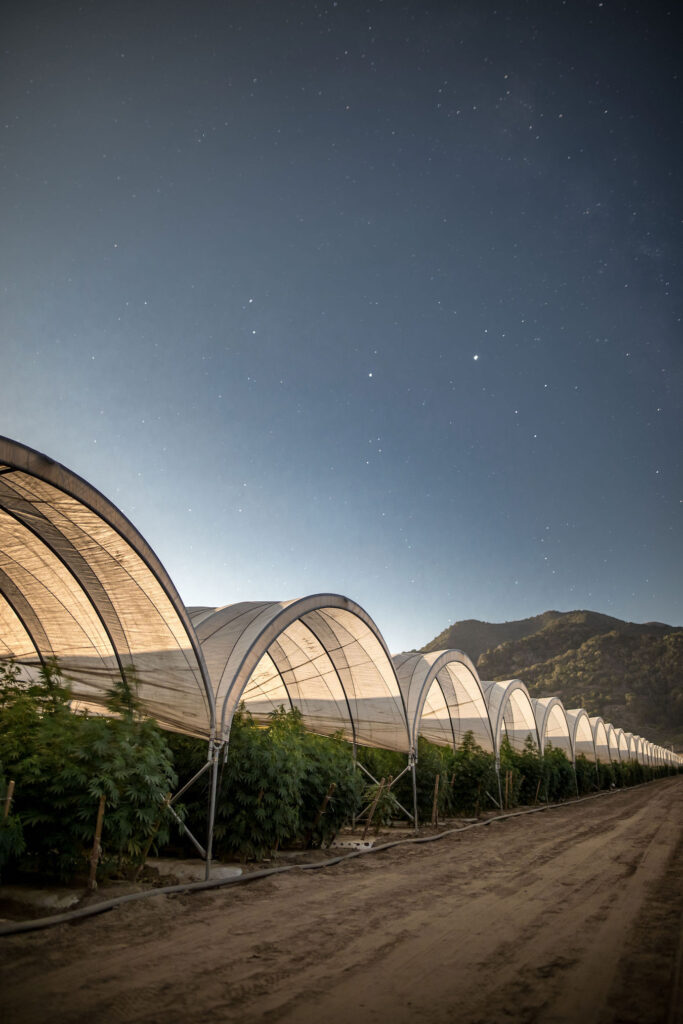 Raw Garden harvest photo essay by David Downs at Leafly