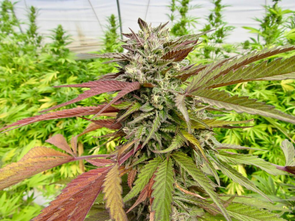 Raw Garden harvest photo essay by David Downs at Leafly