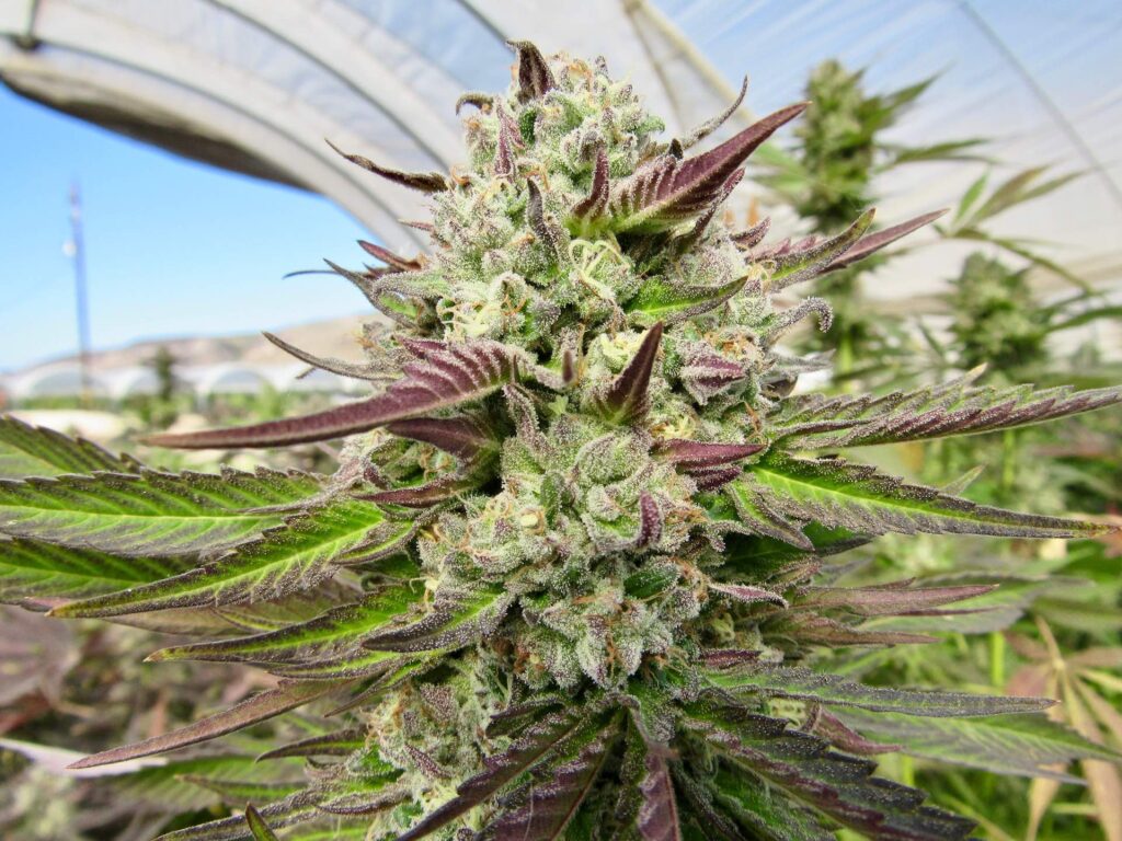 Raw Garden harvest photo essay by David Downs at Leafly