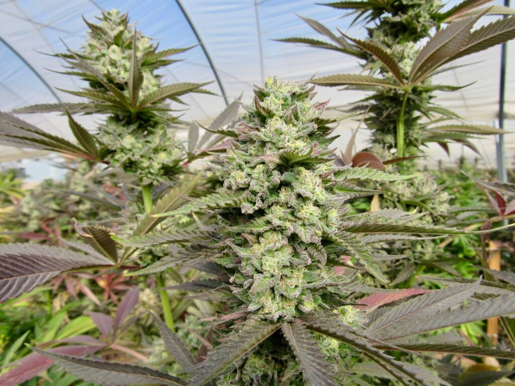 Raw Garden harvest photo essay by David Downs at Leafly