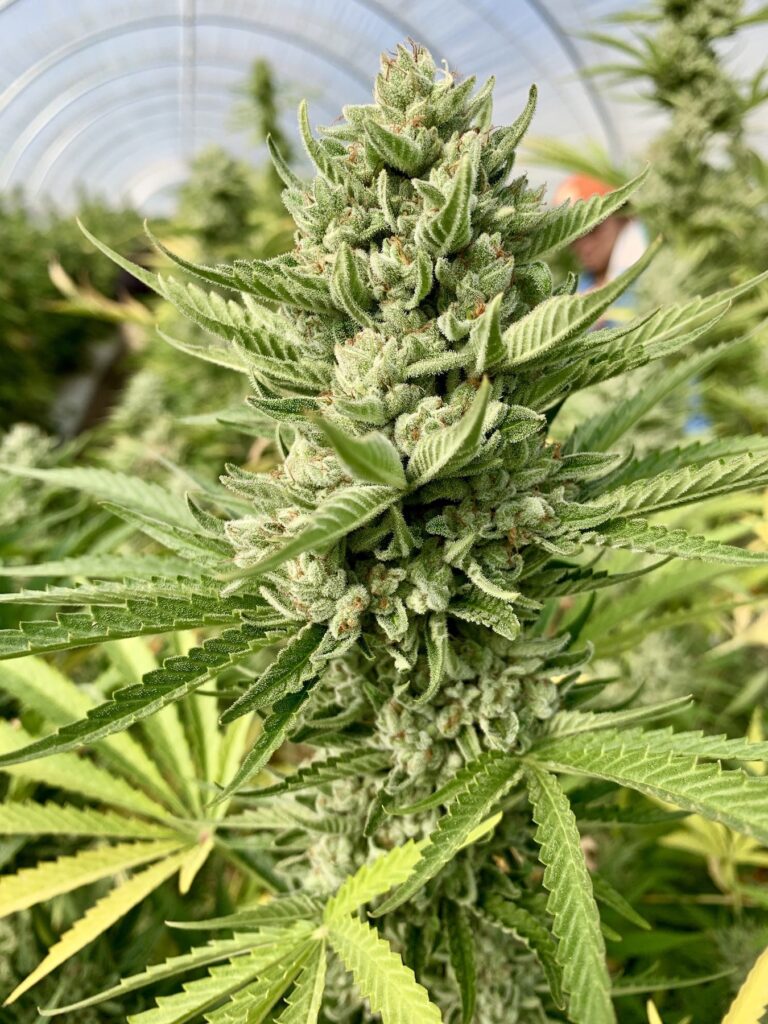 Raw Garden harvest photo essay by David Downs at Leafly