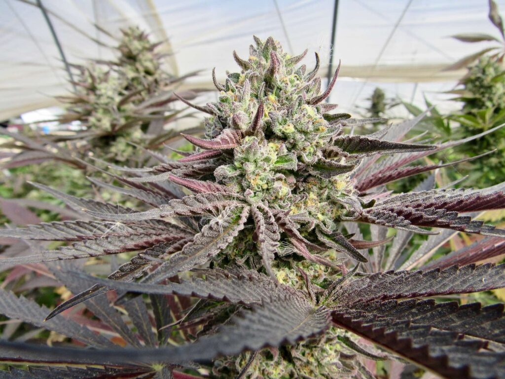 Raw Garden harvest photo essay by David Downs at Leafly