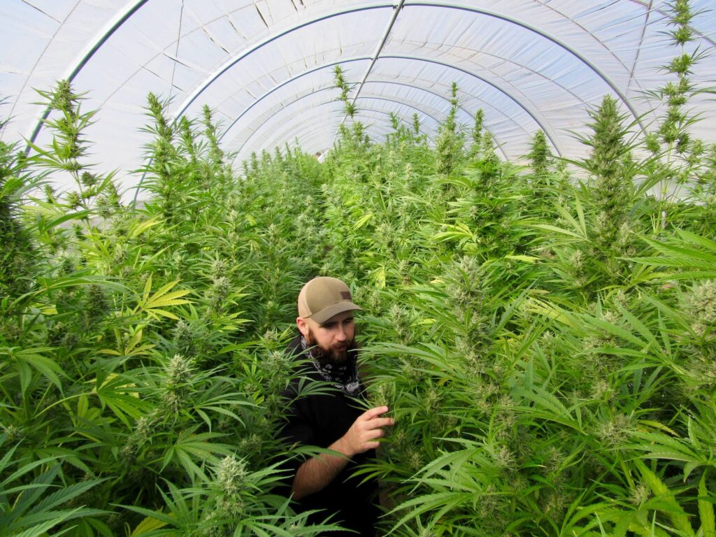 Raw Garden harvest photo essay by David Downs at Leafly