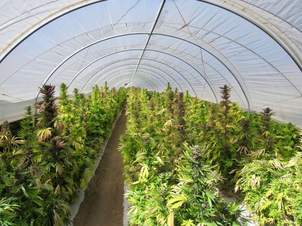 Raw Garden harvest photo essay by David Downs at Leafly