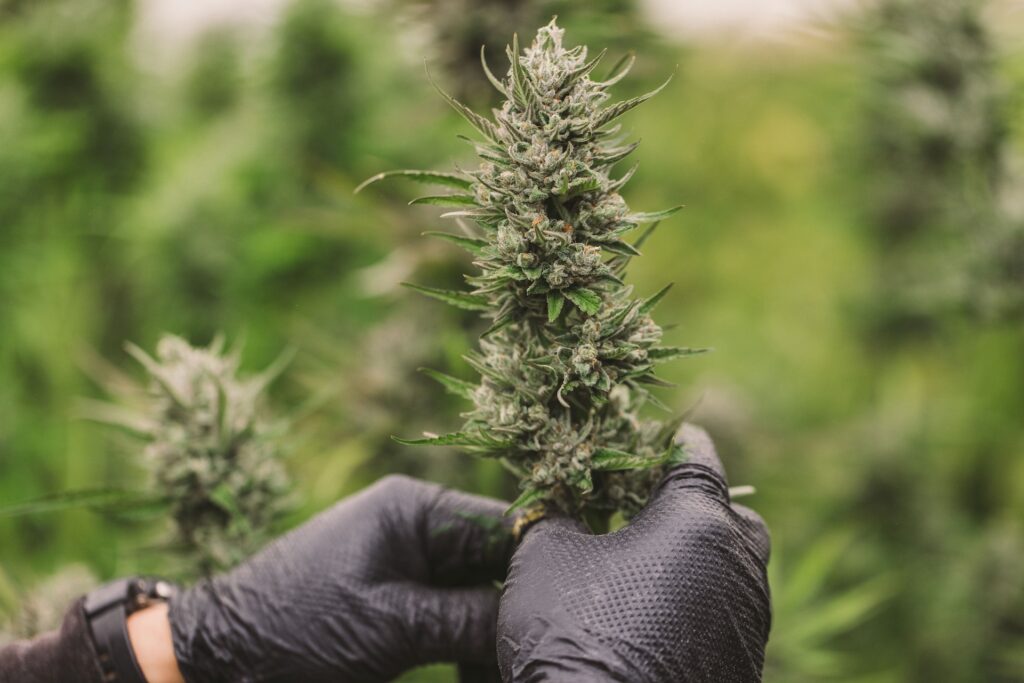 Raw Garden harvest photo essay by David Downs at Leafly