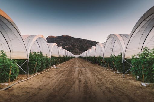 Raw Garden harvest photo essay by David Downs at Leafly