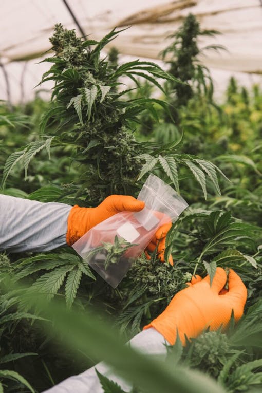 Raw Garden harvest photo essay by David Downs at Leafly