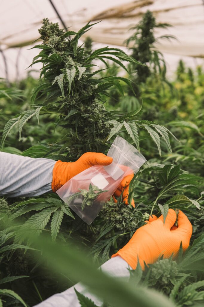 Raw Garden harvest photo essay by David Downs at Leafly