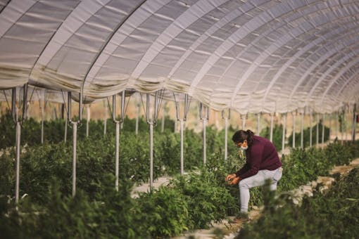 Raw Garden harvest photo essay by David Downs at Leafly