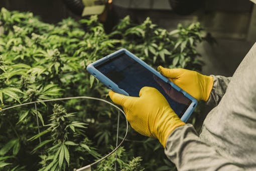 Raw Garden harvest photo essay by David Downs at Leafly